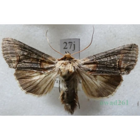 Abrostola triplasia (Linnaeus, 1758) Zgrzeblica trojaczka Czech27j